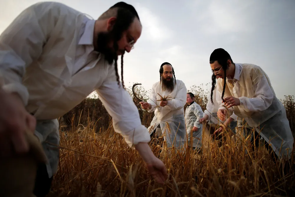 Wheat on Passover