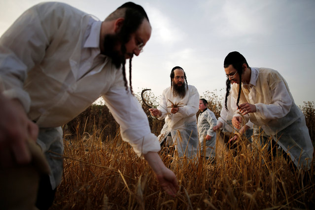 Ultra-Orthodox Jewish men harvest wheat in the Ultra-orthodox moshav of Komemiyut May 3, 2016. (Photo by Amir Cohen/Reuters)