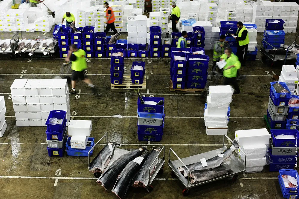 Sydney Fish Market Begins 36 Hour Seafood Marathon