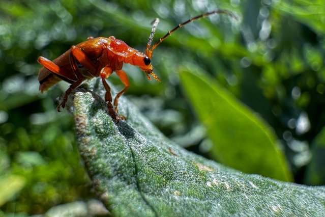 A common red soldier beetle (Rhagonycha fulva), a species of soldier beetle, is seenin Izmir, Turkiye on April 18, 2024. The common red soldier beetle, which lives in Anatolia and Europe and was introduced to North America, is 8-10 millimetres long. Adults feed on aphids, and also eat pollen and nectar. (Photo by Lokman Ilhan/Anadolu via Getty Images)