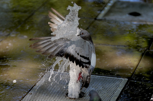 A pigeon cools itself off near a fountain during hot weather at Kugulu Park in Ankara, Turkiye on July 16, 2024. (Photo by Ercin Erturk/Anadolu via Getty Images)