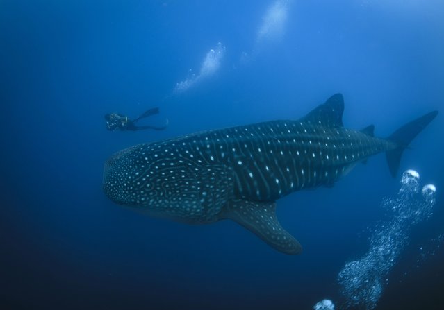 A whale shark swims through the waters off of Wolf Island, Ecuador, next to Enrique “Quike” Moran, a local naturalist from Santa Cruz Island, Ecuador in the Galapagos on Sunday, June 9, 2024. (Photo by Alie Skowronski/AP Photo)