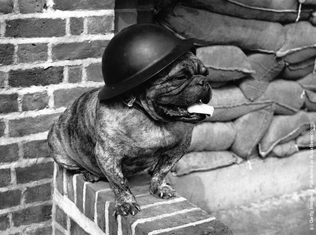1939: A bulldog stands guard outside a block of flats in South London