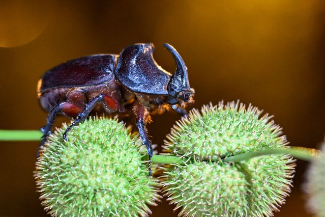 A “Rhino Beetle” (Oryctes nasicornis) is seen in Edremit, Van, Turkiye on August 2, 2024. Named “Rhino Beetle” due to the horn on its head, this beetle is commonly found in moist areas across Europe and Turkiye. (Photo by Ozkan Bilgin/Anadolu via Getty Images)