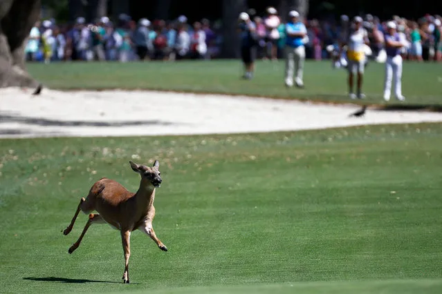 A deer runs across the eighth hole during the second round of the RBC Heritage at Harbor Town Golf Links on April 15, 2022 in Hilton Head Island, South Carolina. (Photo by Jared C. Tilton/Getty Images)