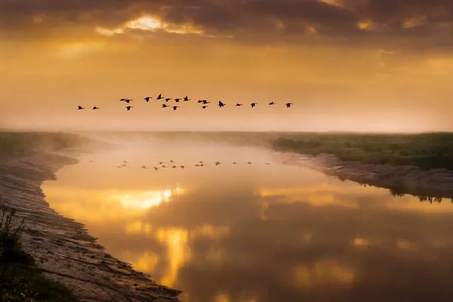 Against the golden glow of early sunrise, magnificent birds and loving horses create striking silhouettes in the salt marshes of Britain. (Photo by Adrian Campfield/Solent News)