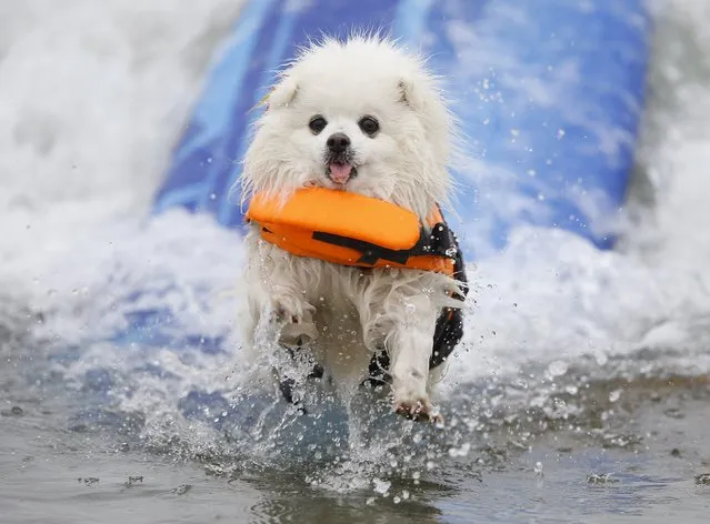 American Eskimo named Ziggy crashes on a wave during the small dog competition competes in the 10th annual Petco Unleashed surf dog contest at Imperial Beach, California August 1, 2015. Proceeds raised at the event go to benefit the San Diego Humane Society. (Photo by Mike Blake/Reuters)