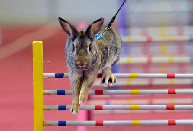 A show jumping rabbit in action at the Exhibition grounds in Lysa Nad Labem, Czech Republic on January 11, 2020. (Photo by Slávek Růta/Rex Features/Shutterstock)