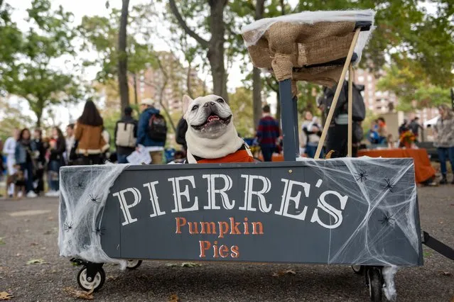 A dog dressed as a pumpkin pie vendor poses at the Annual Tompkins Square Halloween Dog Parade on October 23, 2021 in New York City. Last year the parade was cancelled due to the coronavirus pandemic. (Photo by Alexi Rosenfeld/Getty Images)