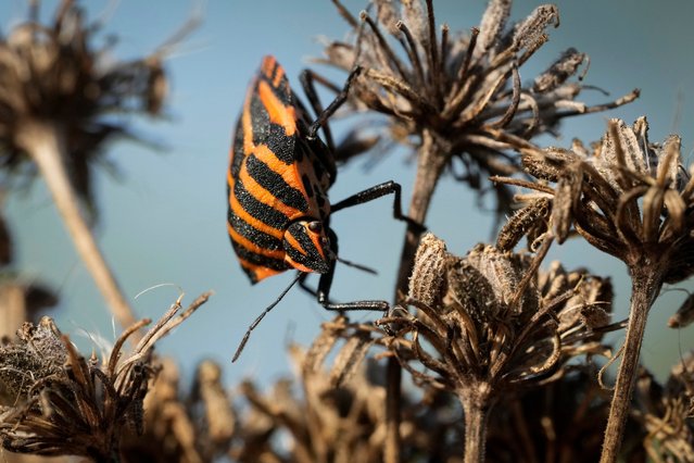 A shield bug basks in the sun on a city meadow in Tallinn, Estonia, Monday, September 9, 2024. (Photo by Sergei Grits/AP Photo)