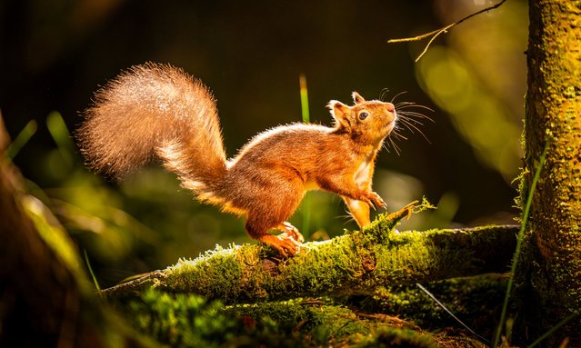 A red squirrel forages for food ahead of winter at the Widdale Red Squirrel Reserve in the Yorkshire Dales National Park, UK on Monday, October 14, 2024. (Photo by Danny Lawson/PA Images via Getty Images)