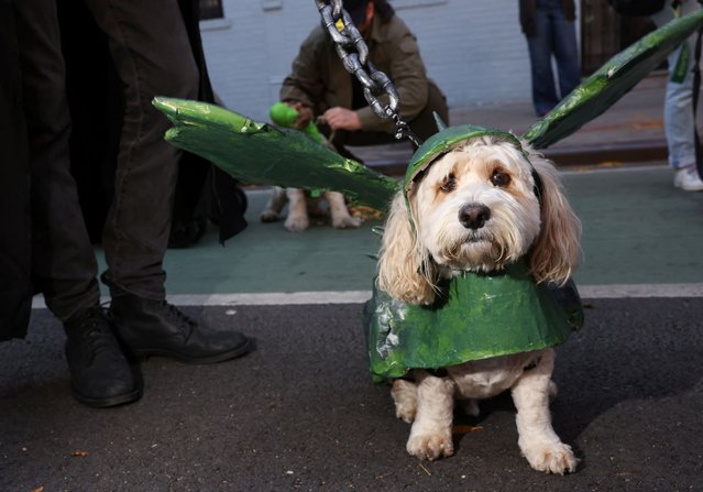 Theo, dressed as a dragon from Game of Thrones waits before walking in the Halloween Dog Parade in New York City, U.S., October 19, 2024. (Photo by Caitlin Ochs/Reuters)