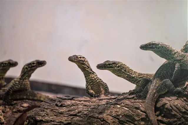 Four-month-old juvenile Komodo dragons, hatched in captivity as part of a breeding programme for the endangered lizard, are seen in their enclosure at the Surabaya Zoo, East Java province on June 27, 2022.2. (Photo by Juni Kriswanto/AFP Photo)