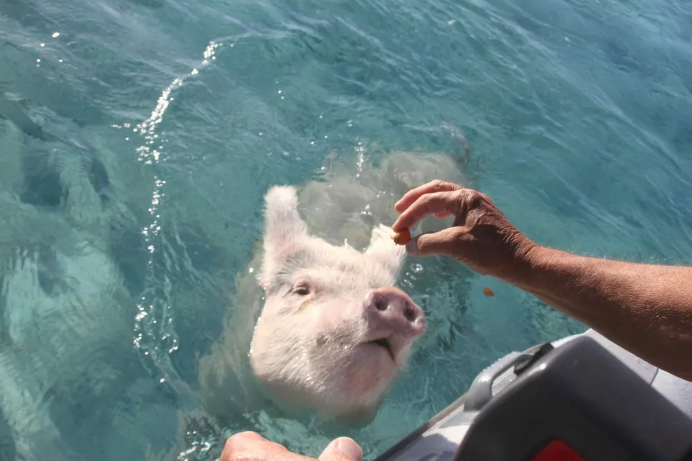 Swimming Pig off the Island of Big Major Cay
