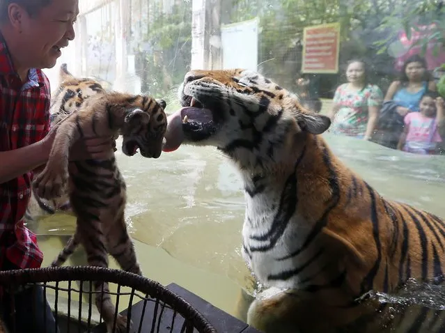 Bengal tiger “Cory” tries to lick her cub “Tiger Duterte” from behind the glass cage as its presented to the media by Malabon Zoo owner Manny Tangco Thursday, July 14, 2016 at Malabon city north of Manila, Philippines. “Tiger Duterte” and another cub “Tiger Leni”, both two months old, are named after the country's new president and vice-president respectively and are the offsprings of “Tiger Cory” and “Tiger Ninoy”, named after the parents of former President Benigno Aquino III. (Photo by Bullit Marquez/AP Photo)