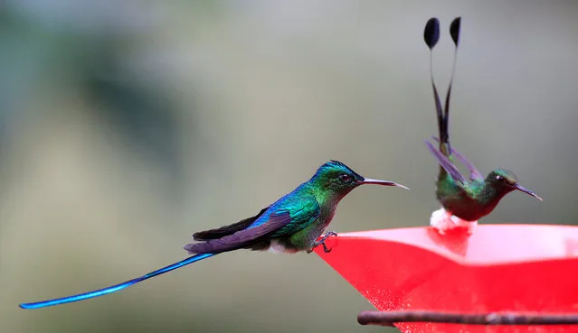 Hummingbirds are seen on a bird feeder in the sanctuary “El Paraiso de los Colibries” near Cali, Colombia, July 28, 2016. (Photo by Jaime Saldarriaga/Reuters)