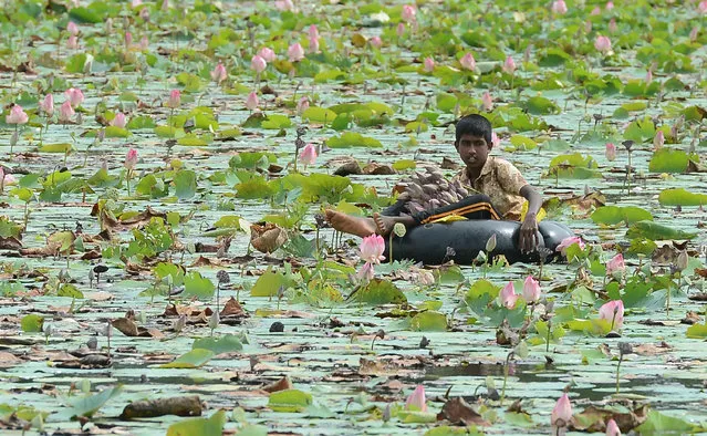 A Sri Lankan boy collects flowers in a lake at the boundary of a wildlife sanctuary in Udawalawe National Park on July 7, 2017. (Photo by Lakruwan Wanniarachchi/AFP Photo)