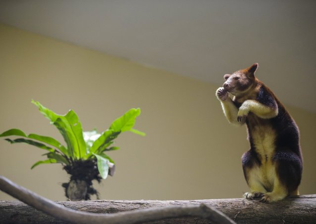 Nupela, a Goodfellow's tree kangaroo, stands on a branch in her exhibit at the Singapore Zoo during a media preview, 03 August 2016. Along with her mate Makaia, the two marsupials were transferred from Australia as part of the Global Species Management Plan, which helps to breed threatened species in a controlled and safe environment. (Photo by Wallace Woon/EPA)