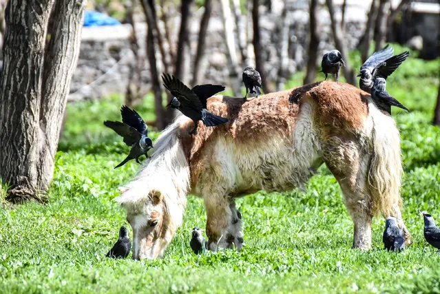 Crows sit on a horse at Mesut Yilmaz park as spring arrives with bringing the nature to life in Turkey's eastern Kars province on May 07, 2020. (Photo by Ismail Kaplan/Anadolu Agency via Getty Images)