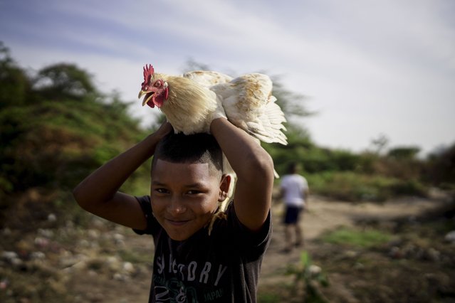 A Venezuelan migrant, of the Wayuu Indigenous group, plays with a chicken, in the Belen neighborhood, on the outskirts of Riohacha, Colombia, Tuesday, February 4, 2025. (Photo by Ivan Valencia/AP Photo)