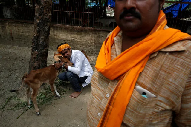 Jitendra Depuriya (L), a member of a Hindu nationalist vigilante group established to protect cows, is pictured with an animal the group claimed to have saved from slaughter, in Agra, India, August 8, 2016. (Photo by Cathal McNaughton/Reuters)