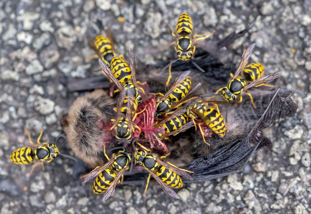 Some Photos: Insects