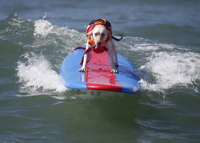 A dog surfs at the 6th Annual Surf City surf dog contest in Huntington Beach, California September 28, 2014. (Photo by Lucy Nicholson/Reuters)