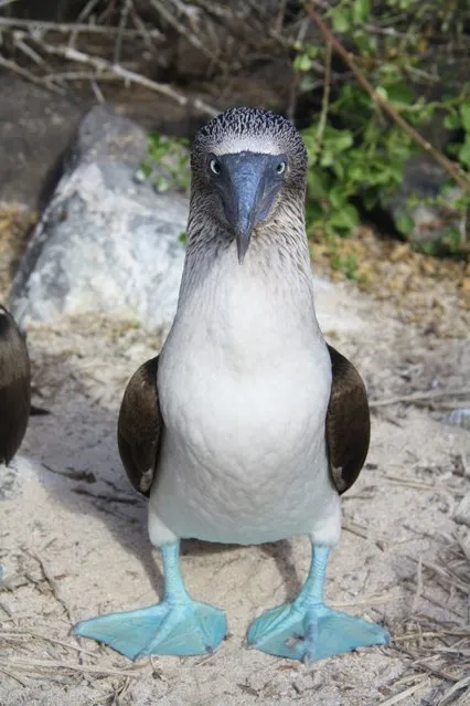 Blue-Footed Booby