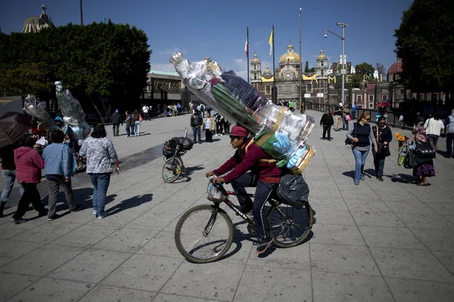 A cyclist carries two large statues of the Virgin Mary he bought from vendors outside the Basilica of Guadalupe, behind, in Mexico City, Wednesday, November 22, 2017. The cyclist said he rode with a larger group to the capital from his state of Yucatan, starting on Nov. 5, as a pilgrimage to the Basilica in honor of Guadalupe. On Thursday, the group will return by bike and aim to arrive home just in time for her Dec. 12 feast day. (Photo by Eduardo Verdugo/AP Photo)