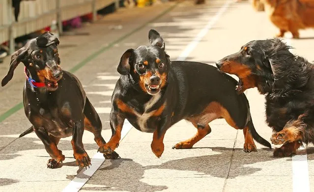 A mini dachshund chases a competitor as he competes in the Hophaus Southgate Inaugural Dachshund Running of the Wieners Race on September 19, 2015 in Melbourne, Australia. (Photo by Scott Barbour/Getty Images)
