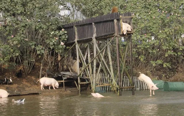 A pig dives into the water in Ningxiang county, Hunan province November 11, 2012. Villager Huang Demin drives his pigs to dive into the water from a 3-metre-high platform at least once a day, believing that the diving exercises would improve the quality and taste of the meat. He would later sell the meat of his pigs at three times higher than market prices, local media reported. (Photo by Stringer/Reuters)