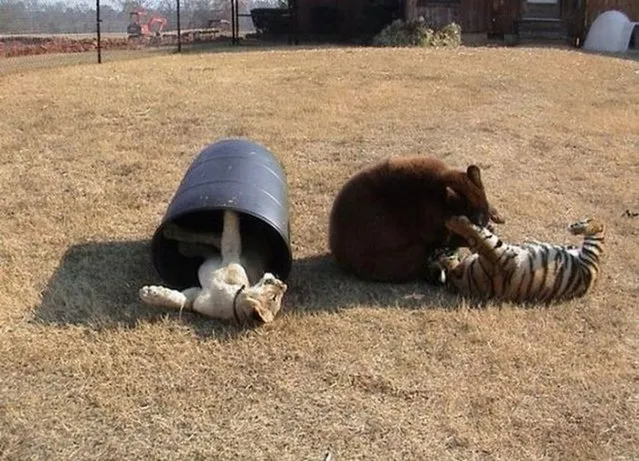 Lion, Tiger, Bear