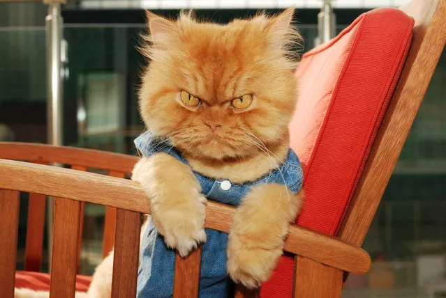 Meet Garfi, The Angriest Cat On The Internet