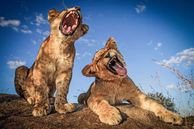 The two lion cubs singing their hearts out  at Antelope park in Zimbabwe. (Photo by David Jenkins/Caters News Agency)