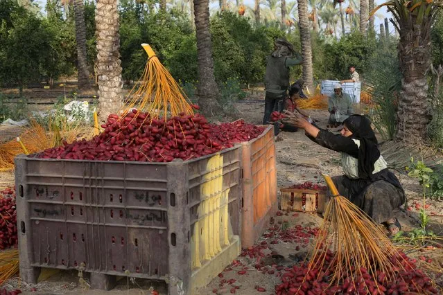A Palestinian woman sorts freshly picked dates during harvest season in Khan Younis in the southern Gaza Strip October 4, 2015. (Photo by Ibraheem Abu Mustafa/Reuters)