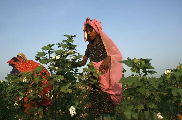 A girl plucks cotton blooms from a field on the outskirts of Faisalabad, Pakistan, August 27, 2015. (Photo by Fayyaz Hussain/Reuters)