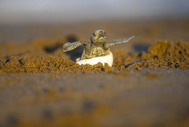 Close-up of a hatchling loggerhead turtle (Caretta Caretta) before making its way into the sea after they were checked by members of DEKAMER (Sea Turtle Rescue Centre) early in the morning in Mugla, Turkey on August 18, 2020. Weak hatchlings are kept under care for a while by the staff. Wounded sea turtles and those in need of care are treated at DEKAMER within the scope of the Patara Sea Turtles Conservation and Monitoring Program supported by the Ministry of Environment and Urbanization. (Photo by Mustafa Ciftci/Anadolu Agency via Getty Images