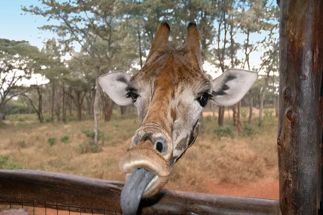 'Give us a kiss'. (Photo by Steven Biddlecombe/Comedy Wildlife Photography Awards/Mercury Press)