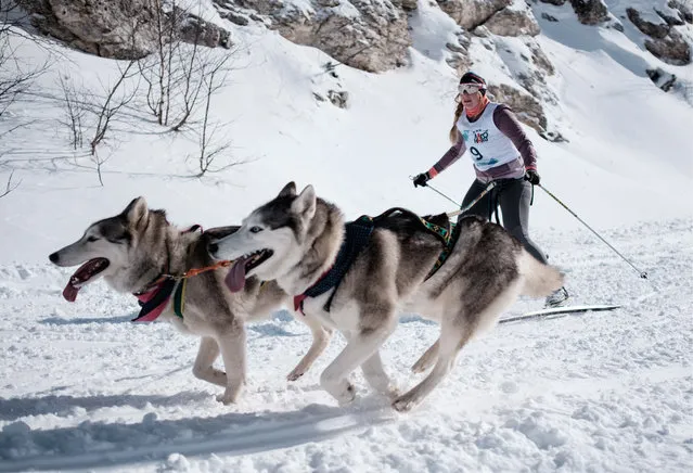 A contestant takes part in the Lagonaki 2018 dog sled race in Adygea, Russia on January 21, 2018. (Photo by Nikolai Khizhnyak/TASS)