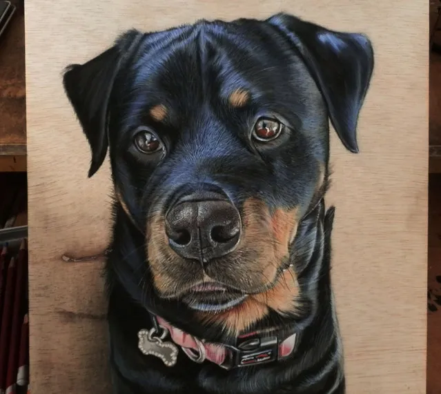 Ivan Hoos drawing of a rottweiler. (Photo by Ivan Hoo/Caters News)