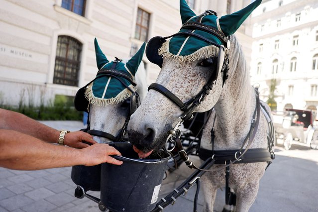 A carriage horse drinks some water as it stands on Michaelerplatz during a heat wave in Vienna, Austria on July 2, 2025. (Photo by Lisa Leutner/Reuters)