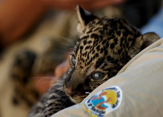 A keeper holds a four-week-old jaguar while presenting it to the media, at a zoo in Ciudad Juarez, Mexico, October 14, 2015. (Photo by Jose Luis Gonzalez/Reuters)