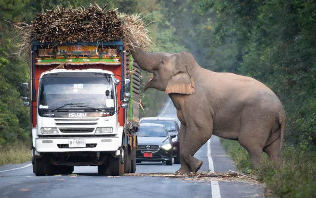 A greedy wild elephant shunned jungle leaves and instead stopped passing trucks to steal sugarcane. The 35-year-old jumbo nicknamed “Fatty” by locals emerged from the forest on a road in Chachoengsao province, Thailand, on December 29, 2022. (Photo by Au Wanapin/ViralPress)
