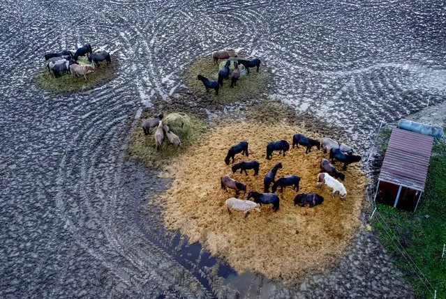 Icelandic horses avoid to stand in the mud in Wehrheim near Frankfurt, Germany, Friday, January 13, 2023 after heavy rain falls during the last days. (Photo by Michael Probst/AP Photo)