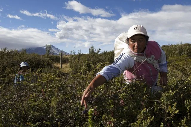 Locals harvest mortinios (blueberries) at the northern outskirts of the Cotopaxi volcano, one of the world's highest active volcanoes, at El Pedregal, in Ecuador, October 22, 2015. (Photo by Guillermo Granja/Reuters)