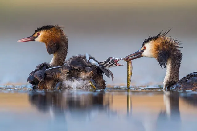 Winner – Behaviour, Birds: Great crested sunrise by Jose Luis Ruiz Jiménez, Spain. After several hours up to his chest in water in a lagoon near Brozas, in the west of Spain, Jiménez captured this intimate moment of a great crested grebe family. His camera floated on a U-shaped platform beneath the small camouflaged tent that also hid his head. (Photo by Jose Luis Ruiz/Wildlife Photographer of the Year 2020)