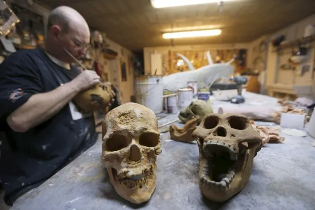 A worker paints a replica of cro-magnon skulls in the workshop of Belgian animal sculptor Emmanuel Janssens Casteels, in Prayssas December 3, 2014. (Photo by Regis Duvignau/Reuters)