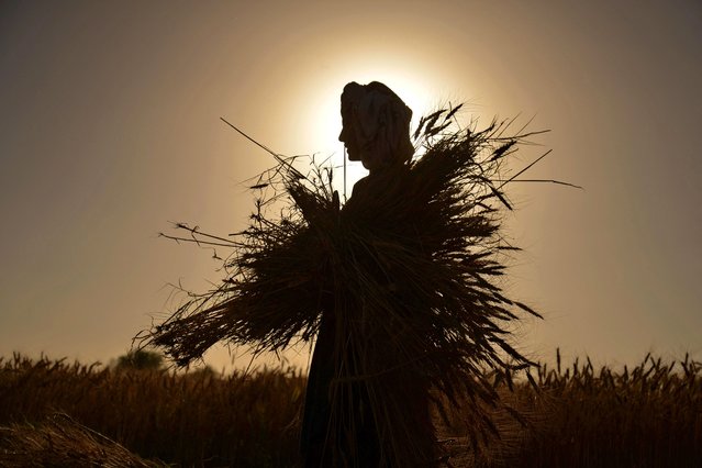 An Afghan farmer harvests wheat at a field in Arghandab district, Kandahar province on May 21, 2025. (Photo by Sanaullah Seiam/AFP Photo)