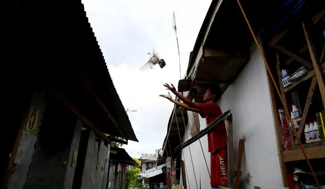 A man releases his homing pigeons from a transitional shelter for Typhoon Haiyan survivors in Tacloban city November 1, 2015, ahead of the second anniversary of the devastating typhoon that killed more than 6000 people in central Philippines. (Photo by Erik De Castro/Reuters)