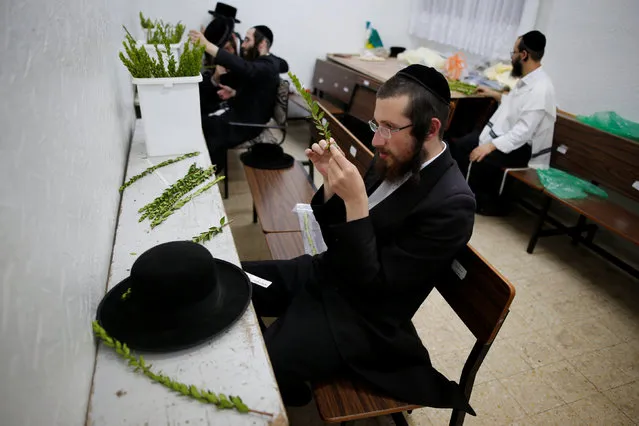 Ultra-Orthodox Jewish men inspect myrtle branches, used in rituals during the upcoming Jewish holiday of Sukkot in Jerusalem's Mea Shearim neighbourhood, October 13, 2016. (Photo by Amir Cohen/Reuters)